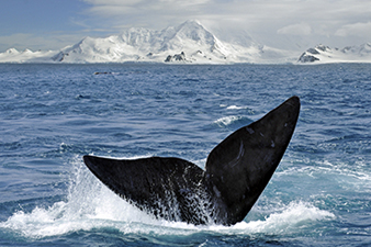Whale Watching in the Antarctic